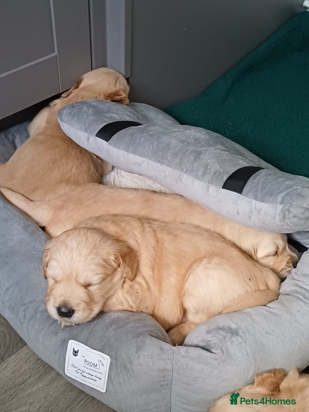 Golden Retriever dogs for sale: Golden retrievers  - Advert 9