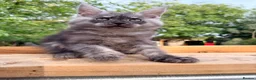 Maine Coon cats for sale: Stunning GCCF Maine Coons available  - Advert 19