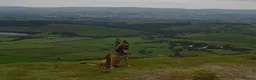 Mixed Breed dogs for sale: blaze - Advert 16