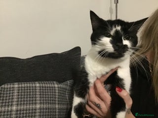 Mixed Breed cats Female neutered cat - Advert 1