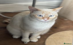 Siamese cats for sale: Ariel - Rescue Siamese - Image 25