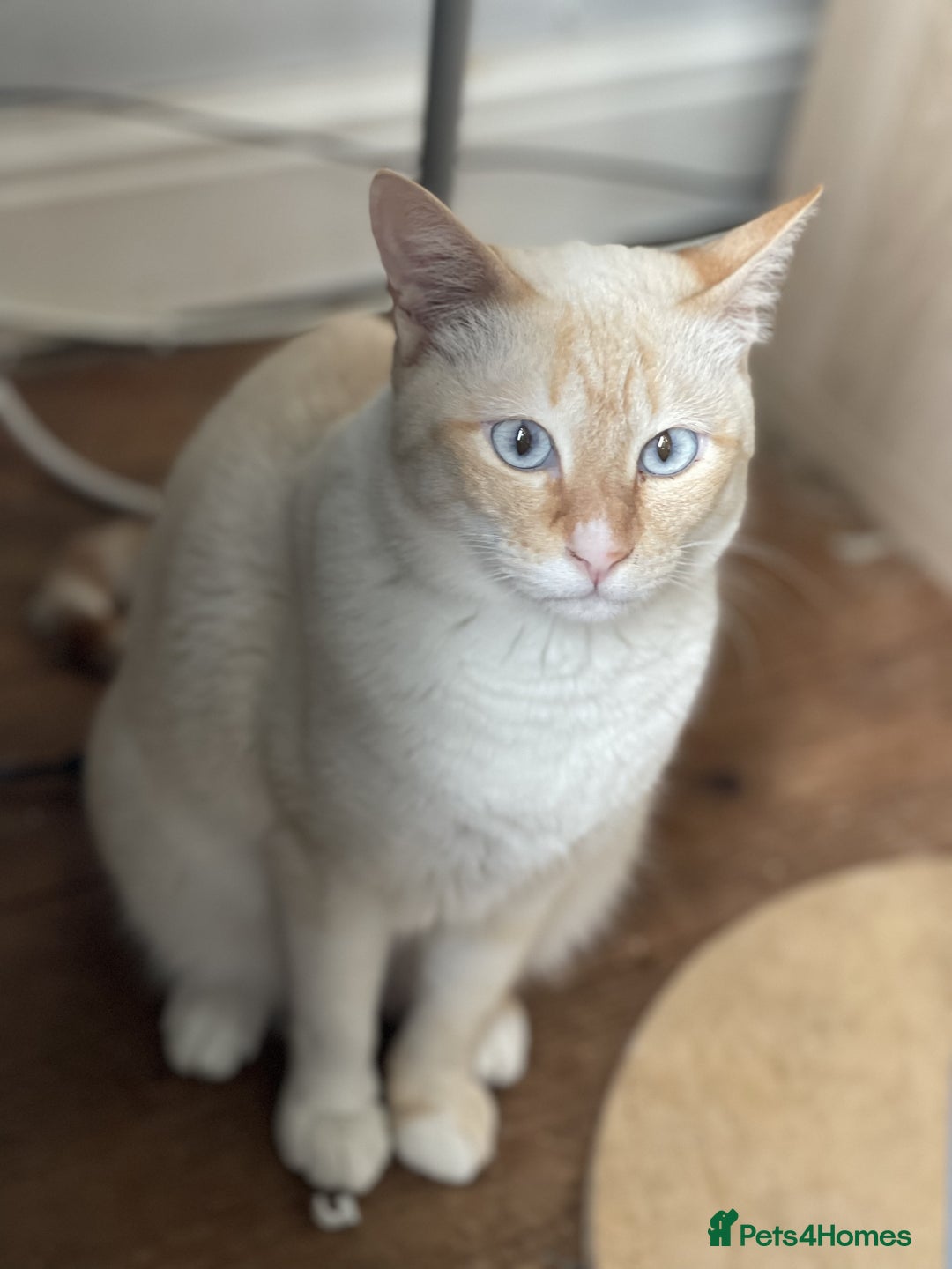 Siamese cats for sale: Ariel - Rescue Siamese - Image 25