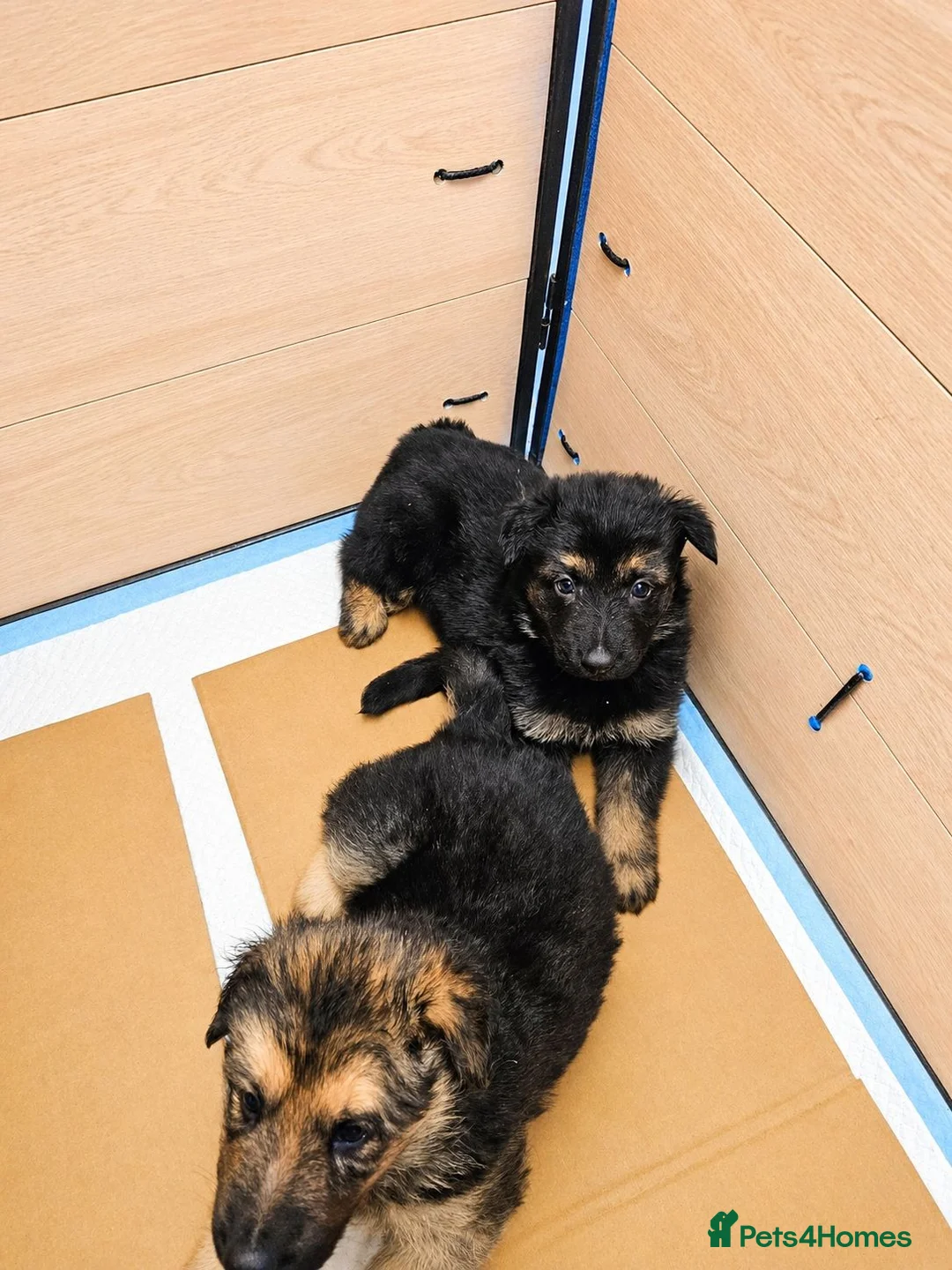 German Shepherd dogs for sale: German Shepherd Puppies From Outstanding Parents - Advert 13