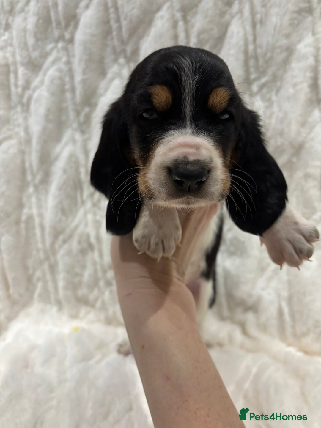 Basset Hound dogs for sale: Bassett hound puppies  - Advert 29