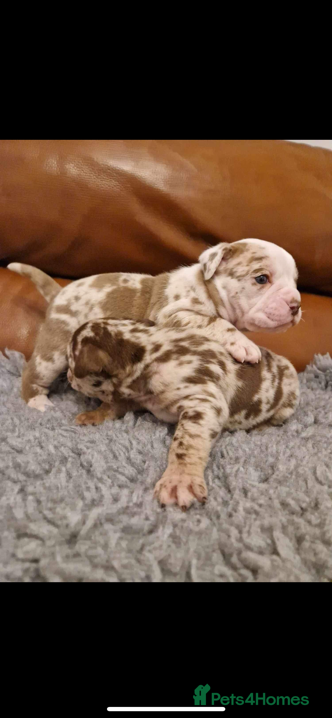 Olde English Bulldogge dogs for stud: OEB 🐶⭐️DEL~BOY ⭐️🐶 First time Stud  - Image 6