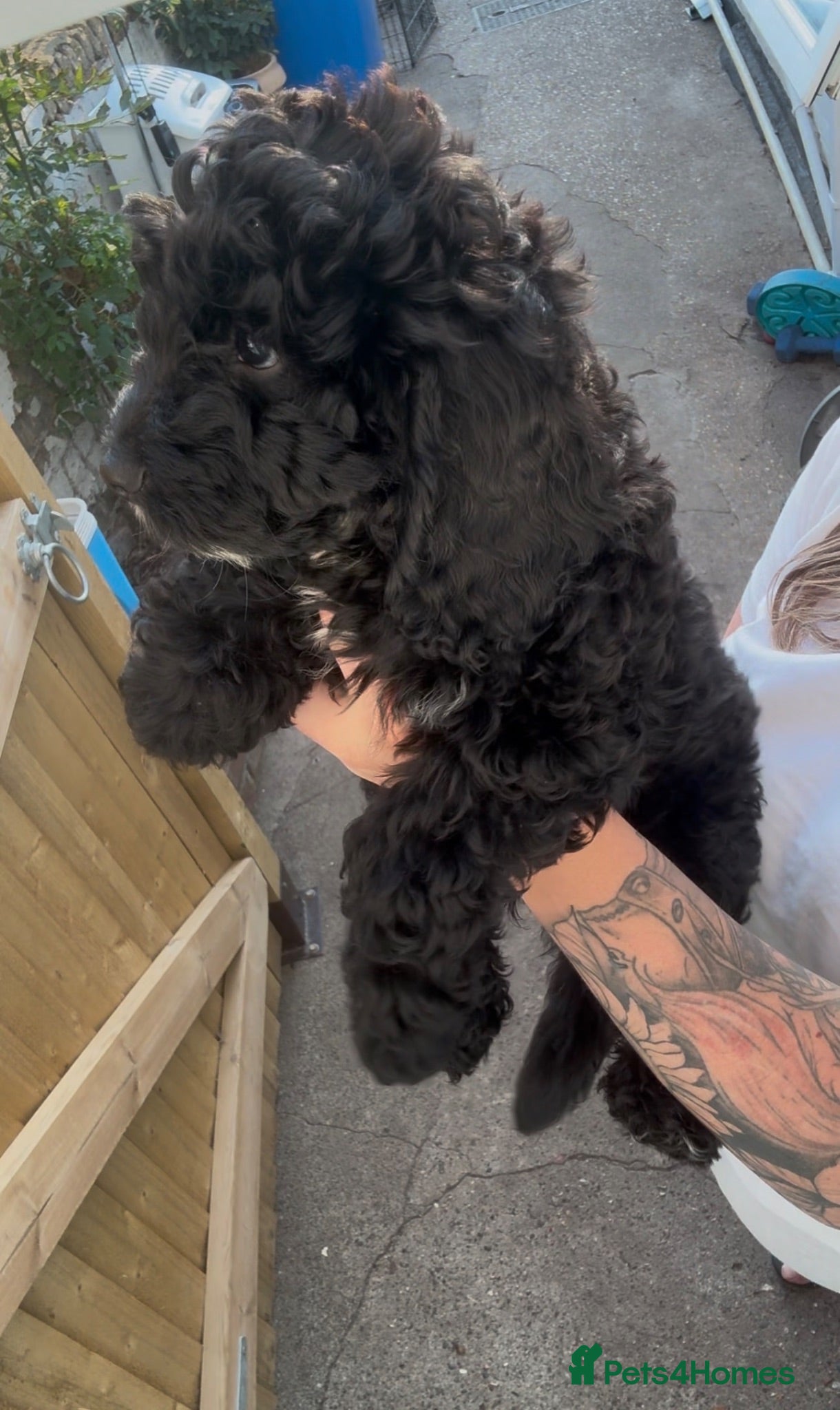Cockapoo dogs ✨F1 Cockapoo Vet Checked ready to leave  - Advert 9