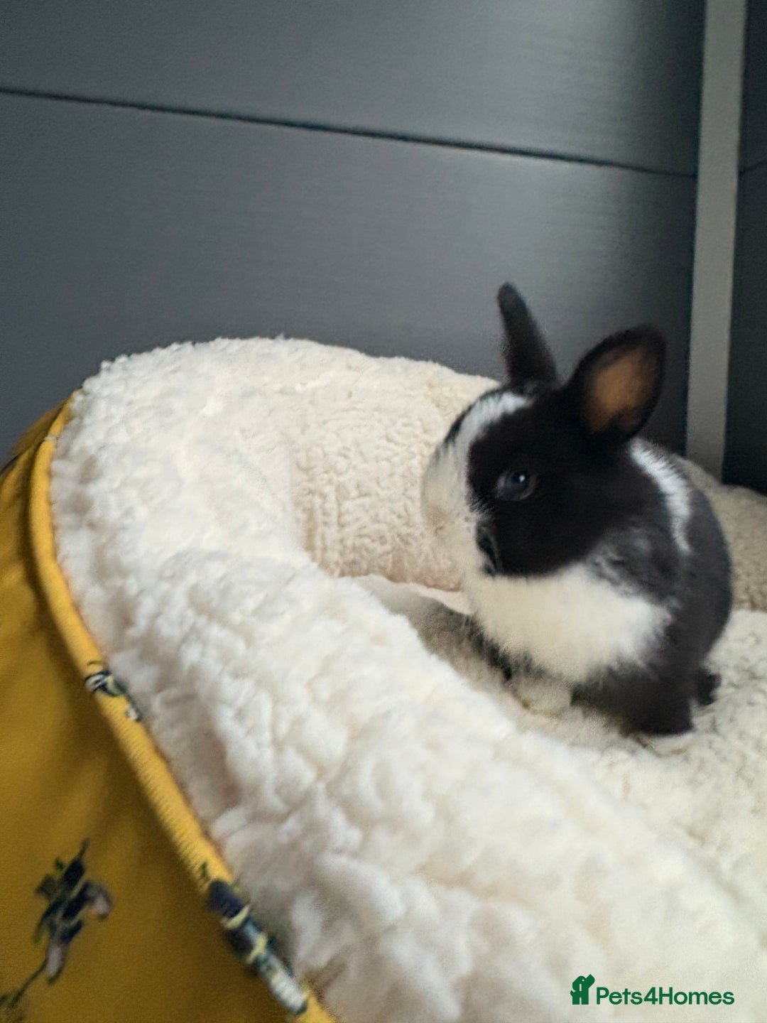 Netherland Dwarf rabbits for sale: Pure bred Netherland dwarfs  - Image 4