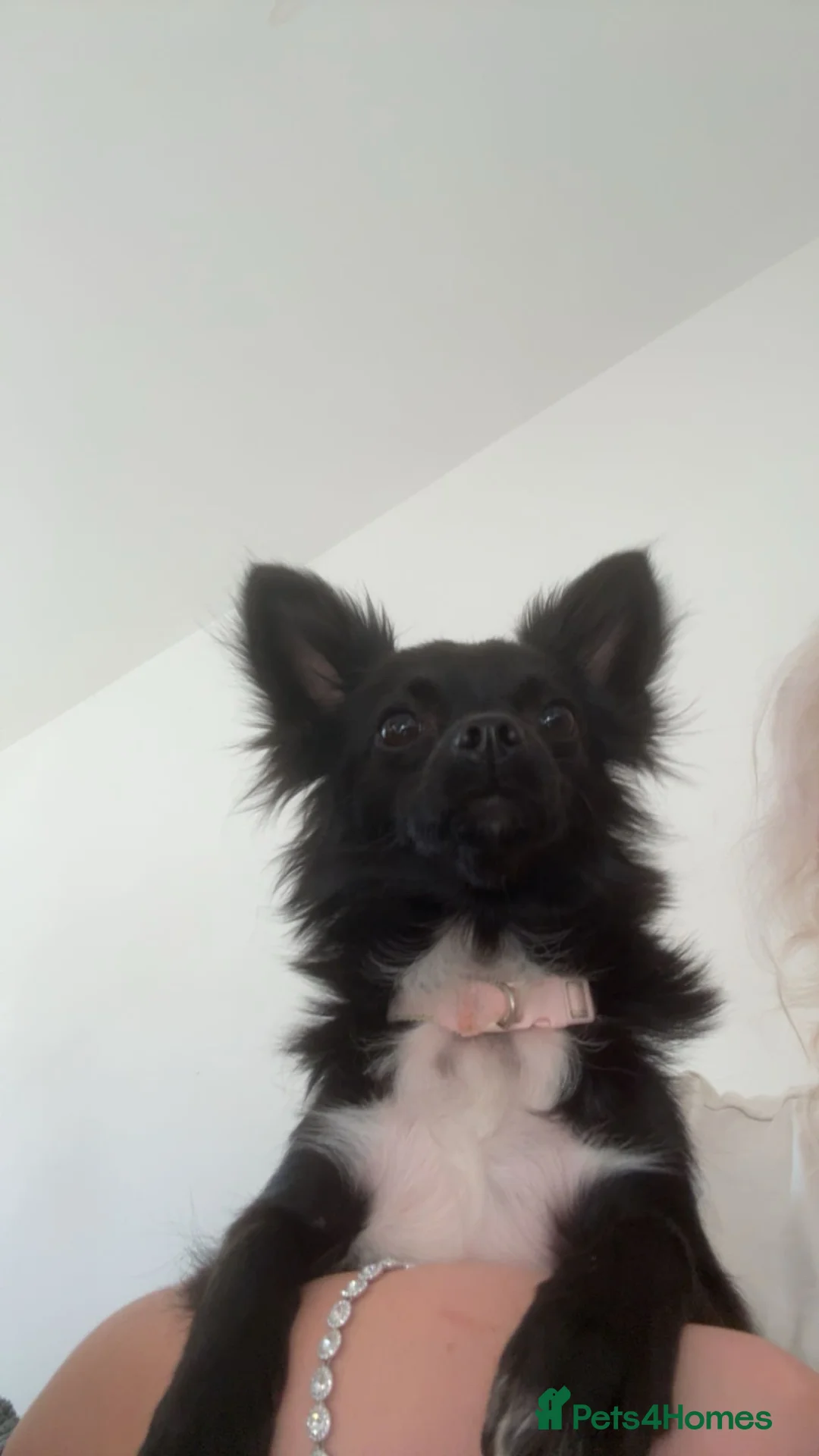 Pomchi dogs for sale: 🎀Pomchi puppies🎀 - Advert 9