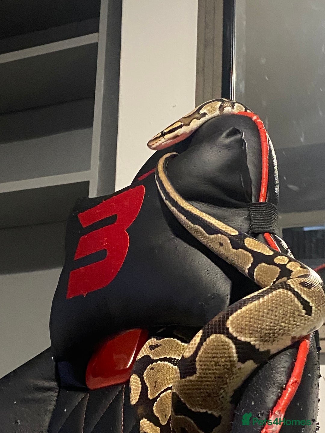 Python Snake reptiles for sale: Royal python snake and enclosure  - Image 2