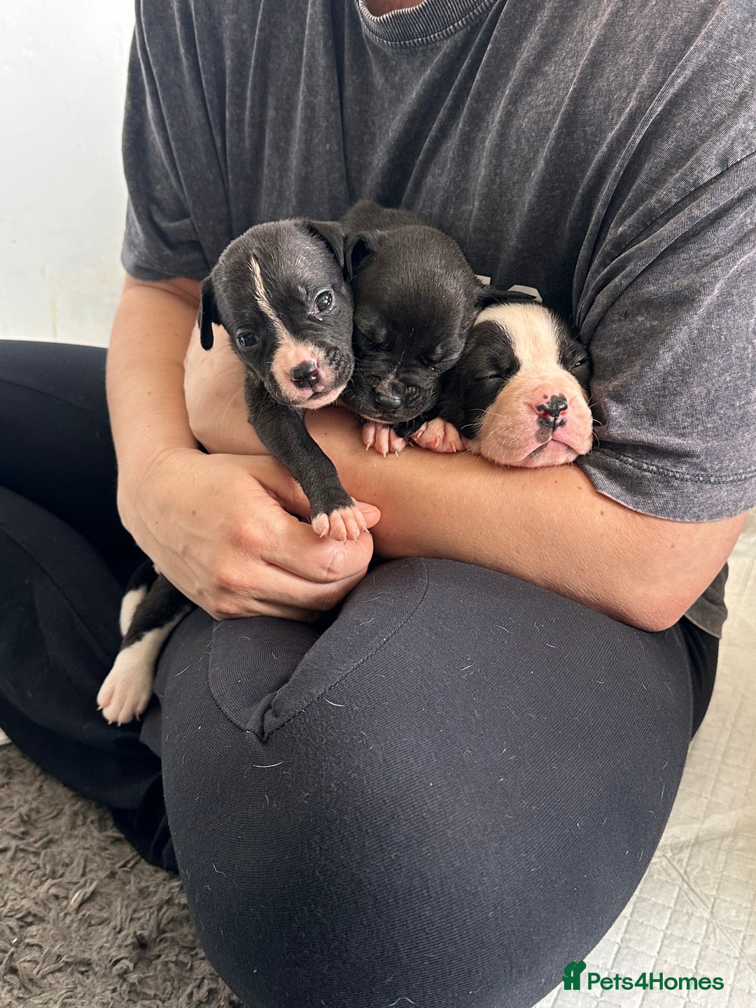 Mixed Breed dogs for sale: Pups for sale - Image 33