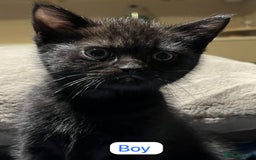 Ragdoll cats for sale: URGENT Ragdoll kittens x4 ready this week - Image 2