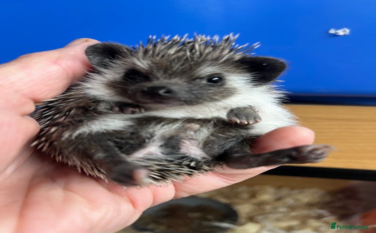 Pygmy Hedgehog rodents - Advert 1