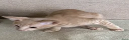 Siamese cats for sale: Adorable GCCF reg Siamese and Oriental kittens - Advert 6