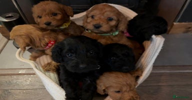 Cockapoo dogs - Advert 5