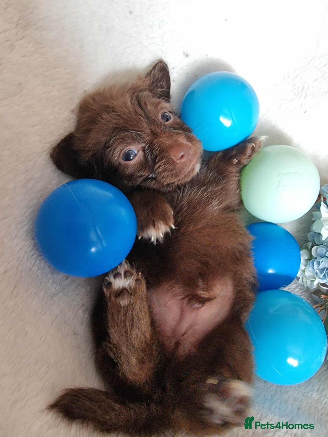 Mixed Breed dogs for sale: Miniature Dachshund x Pomeranian Puppies - Image 7