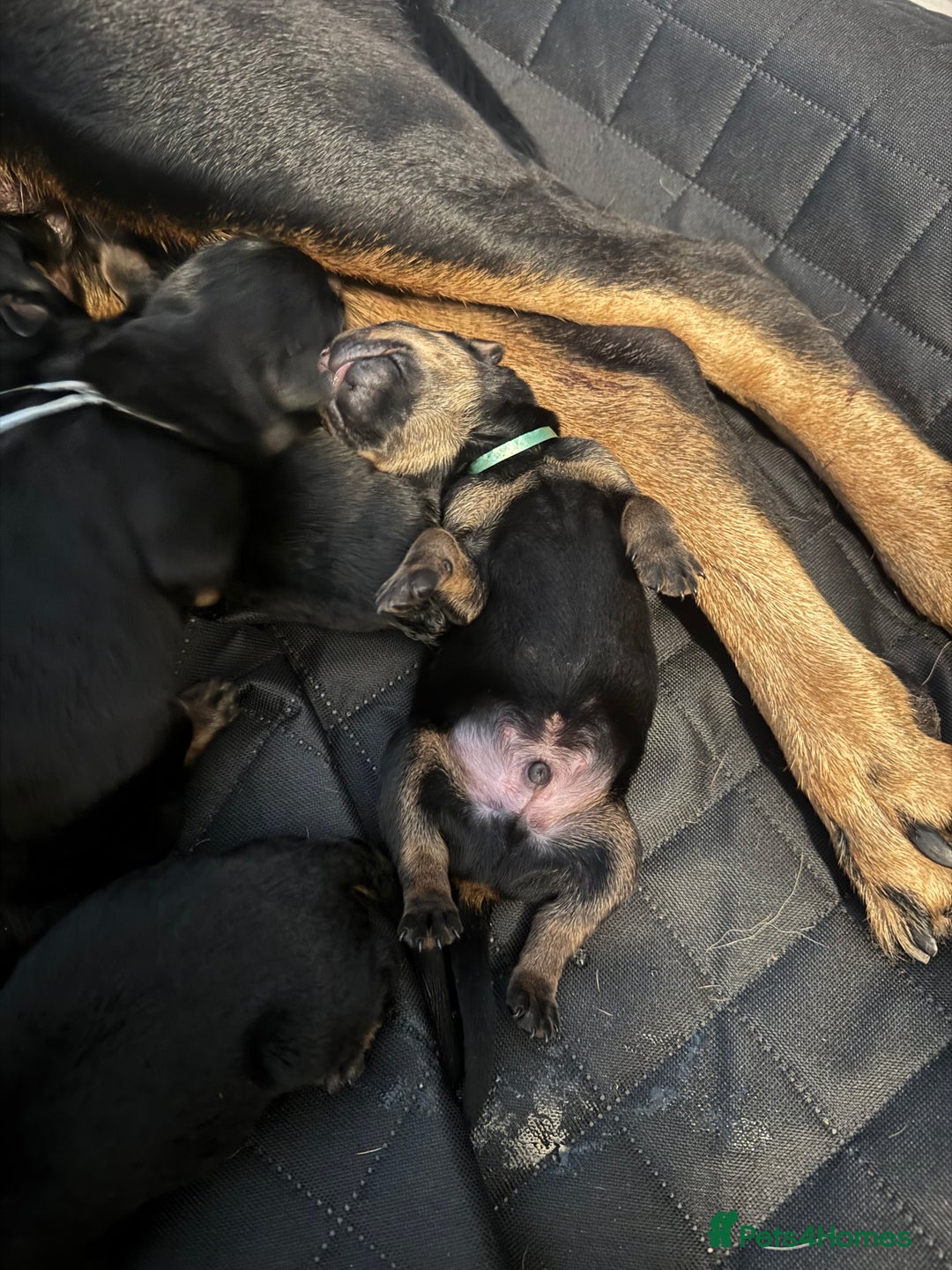 Rottweiler dogs for sale: 7 Rottweiler puppies available to loving homes - Advert 18
