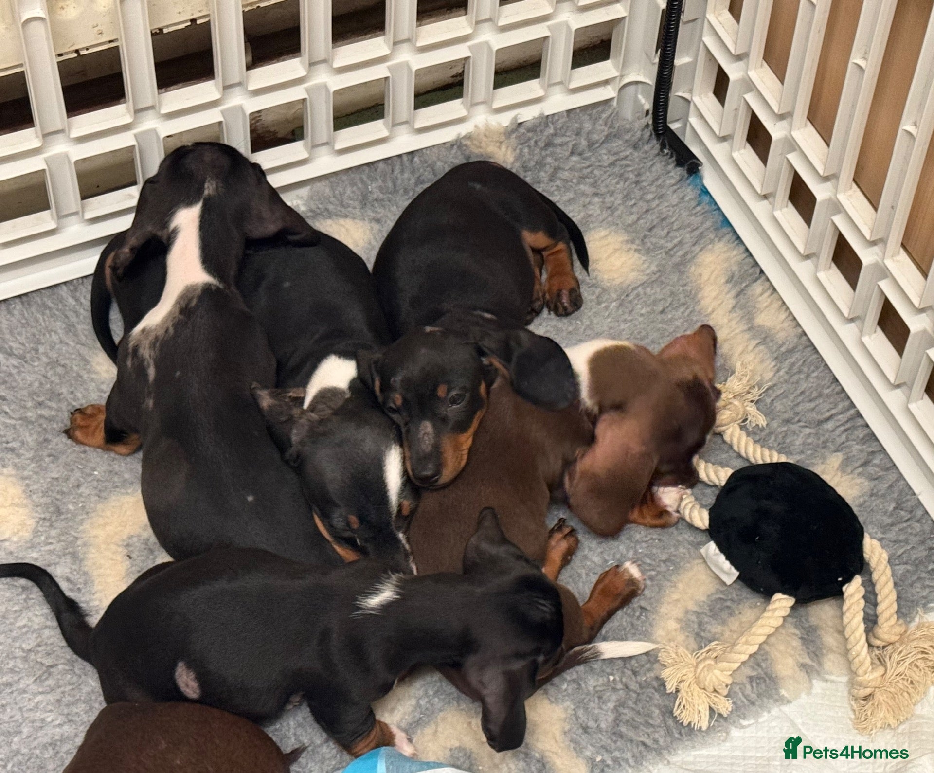 Dachshund dogs 5 playful dachshund pups avail  - Advert 1