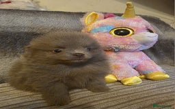 Pomeranian dogs for sale: Rare miniature Teddy face pomeranian puppies  - Image 18