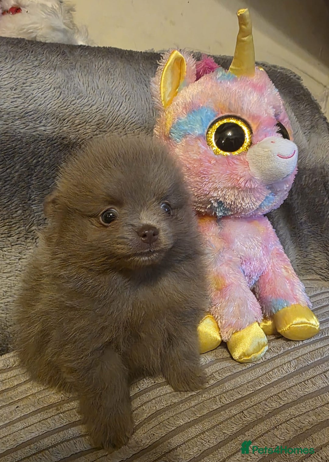 Pomeranian dogs for sale: Rare miniature Teddy face pomeranian puppies  - Image 18