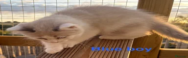 Ragdoll 4
