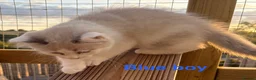 Ragdoll cats for sale: Beautiful Ragdolls-Vaccinated-2 boys-3 girls.  - Advert 23