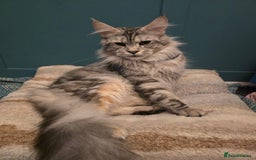 Maine Coon cats for sale: Maine Coon Black Silver Russian Lines - Image 13