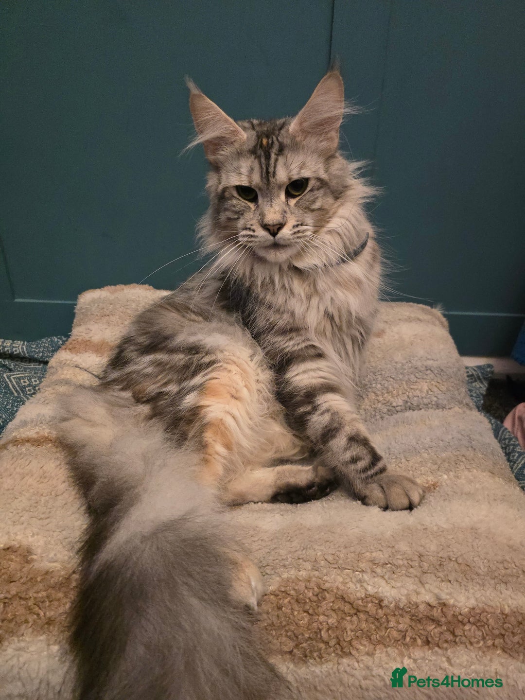 Maine Coon cats for sale: Maine Coon Black Silver Russian Lines - Image 13