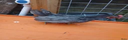Chickens poultry for sale: 7 Serama cockrells  - Advert 7