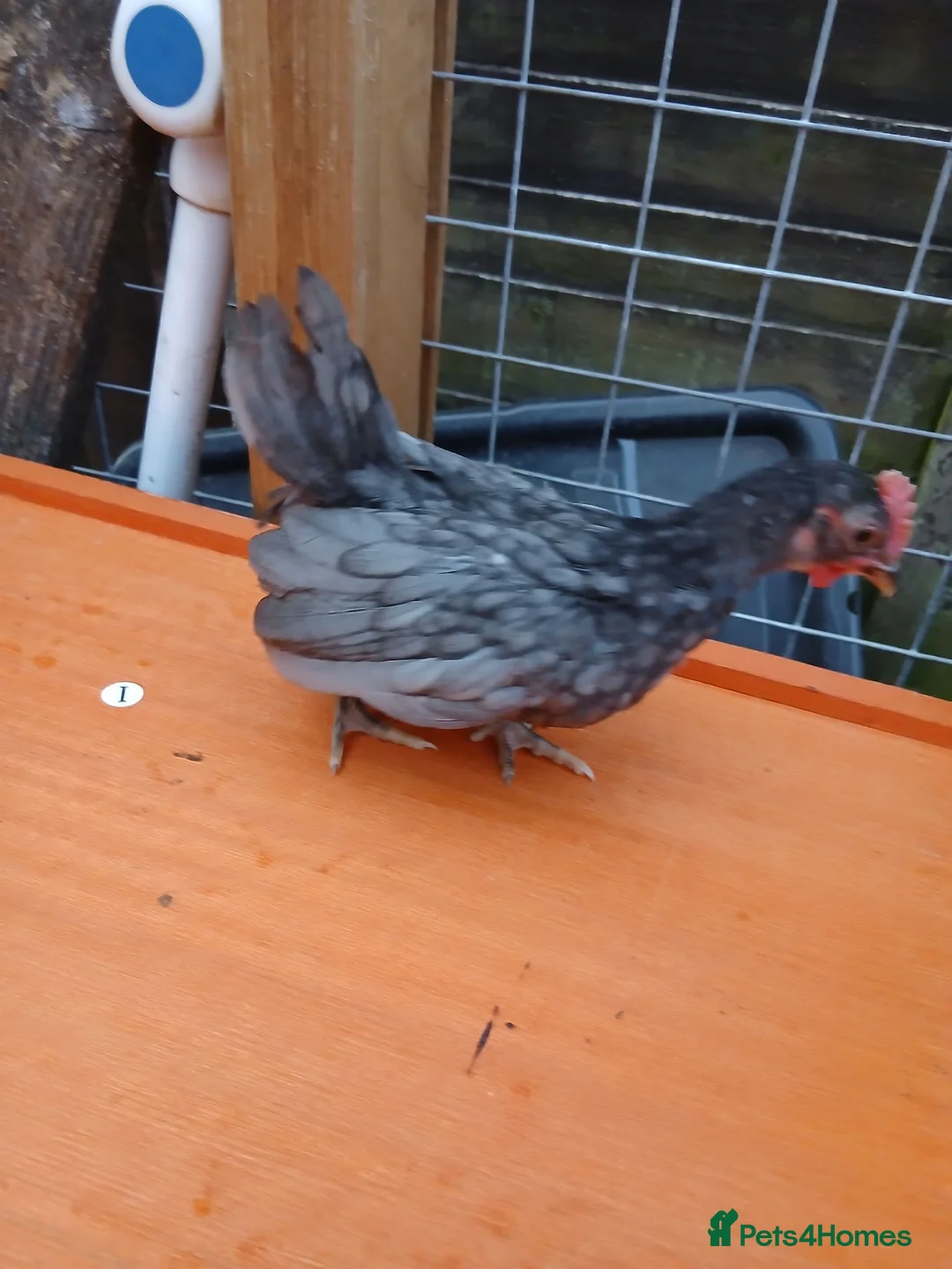 Chickens poultry for sale: 7 Serama cockrells  - Advert 7