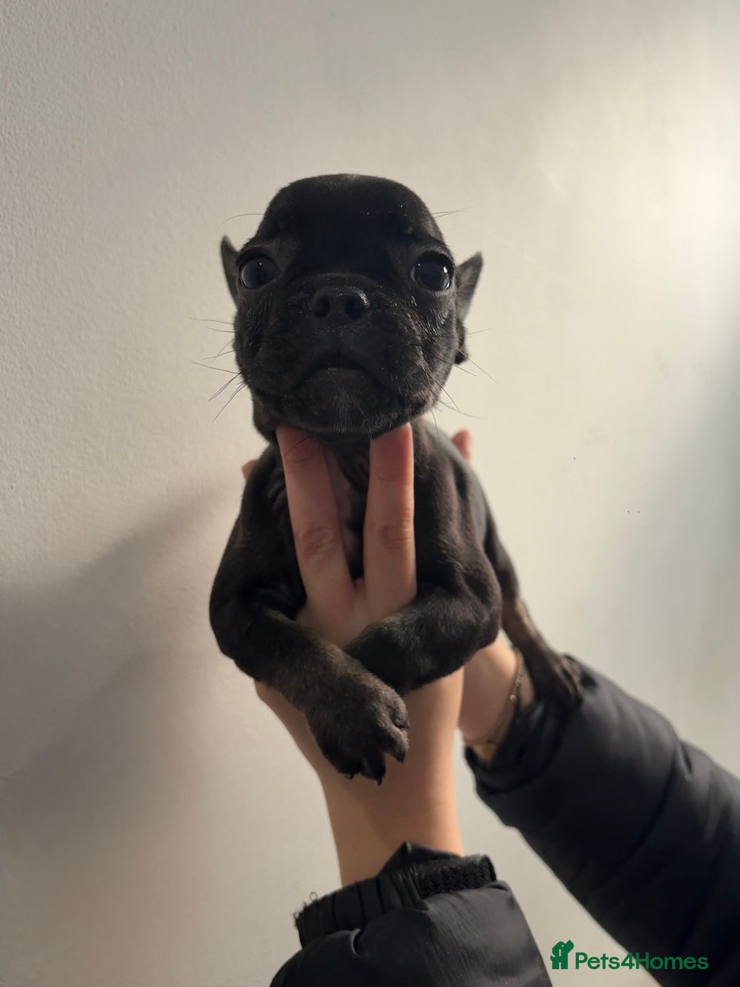 French Bulldog dogs for sale: French bulldogs🐶 - Advert 5