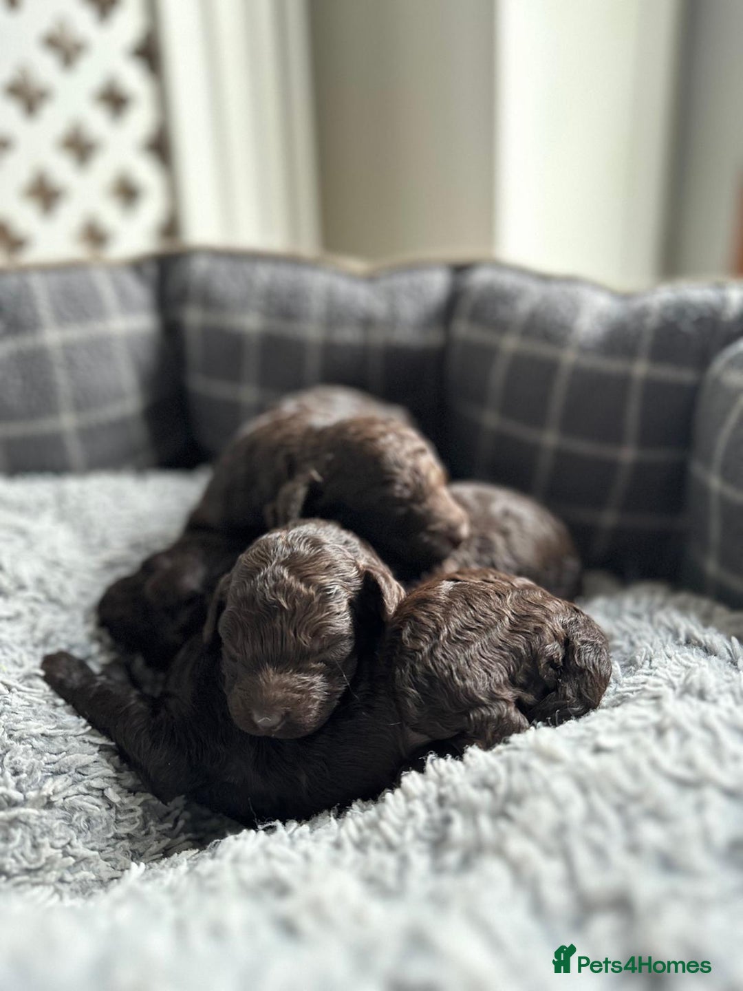 Miniature Poodle dogs for sale: Beautiful Girls!!! - Advert 5