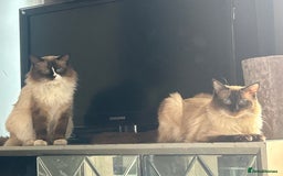 Ragdoll cats for sale: X3 Ragdolls (flame point, bicolour and seal point) - Image 9