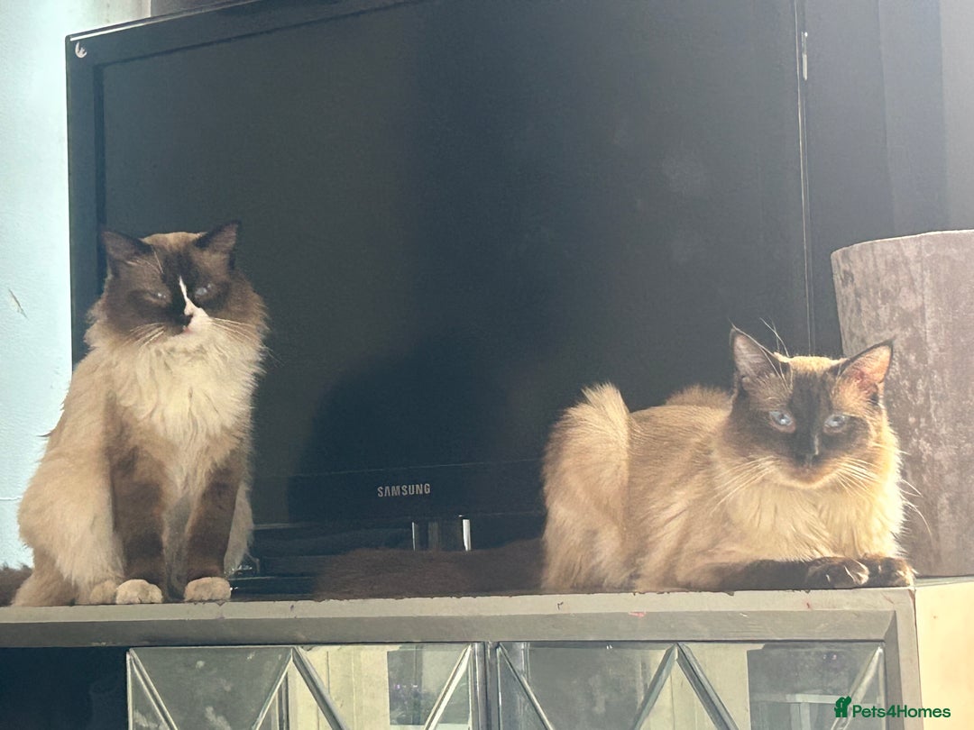 Ragdoll cats for sale: X3 Ragdolls (flame point, bicolour and seal point) - Image 9