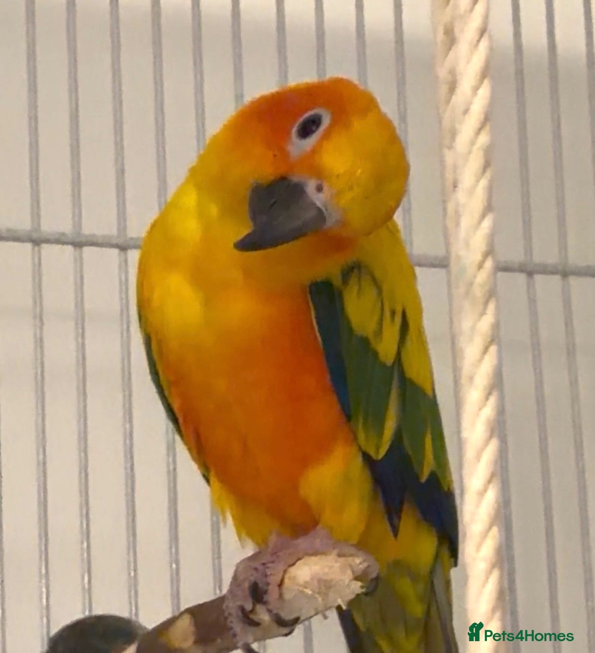 Conures birds Sun Conure Rehoming!  - Advert 3