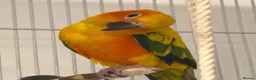 Conures birds for sale: Sun Conure Rehoming!  - Advert 1