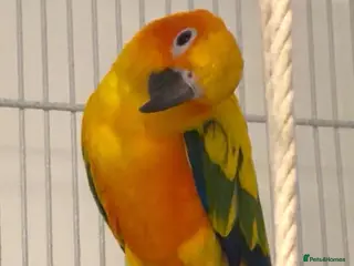 Conures birds Sun Conure Rehoming! - Advert 3
