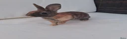 Rex rabbits for sale: Baby rabbits ready to go  in Swadlincote - Advert 8