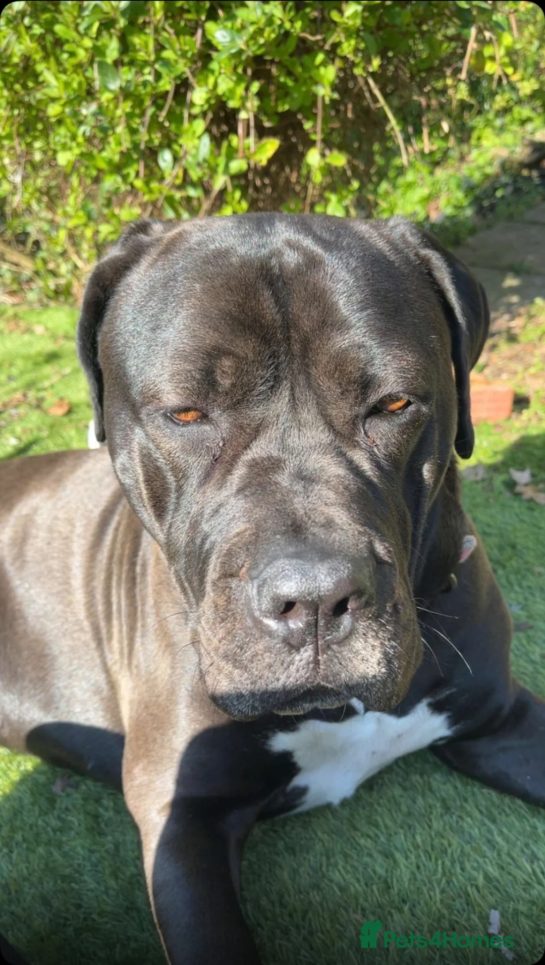 Mixed Breed dogs for sale: Widow in Walton on the Naze - Advert 2