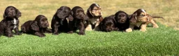 Cocker Spaniel dogs for sale: Beautiful litter of qauilty show type cockers  - Advert 1