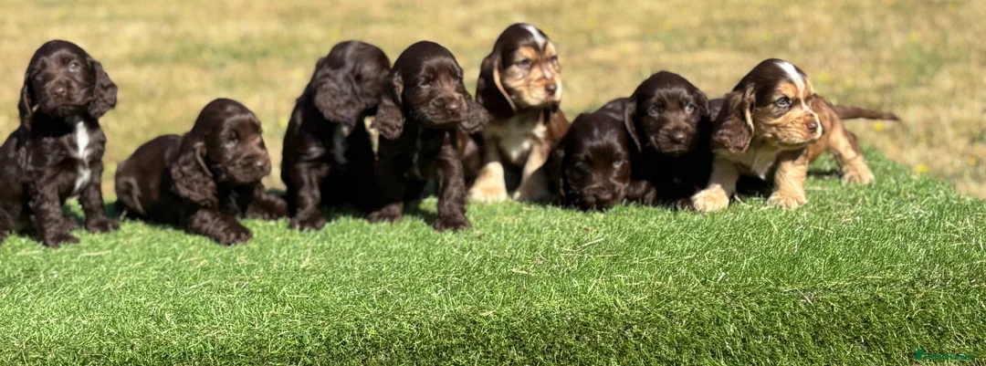 Cocker Spaniel dogs for sale: Beautiful litter of qauilty show type cockers  - Advert 1