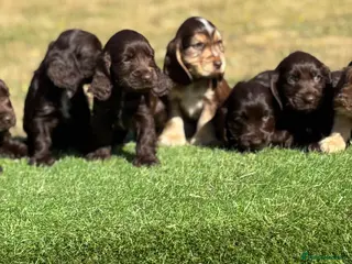 Cocker Spaniel dogs Beautiful litter of qauilty show type cockers - Advert 5