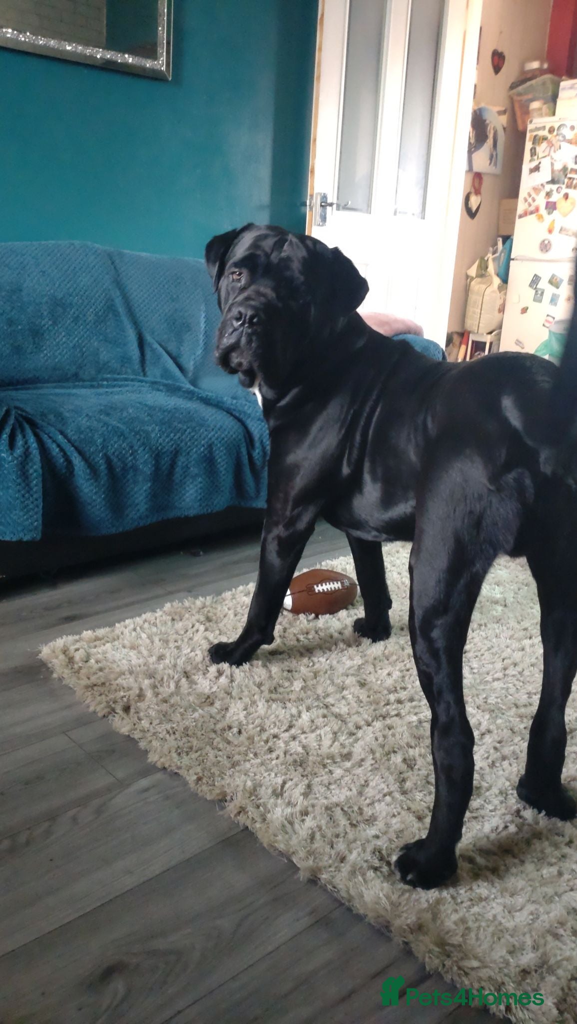 Cane Corso dogs Our boy Kong is up for stud - Advert 5
