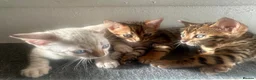 Bengal cats for sale: 3 pure bengals boys available  - Advert 11