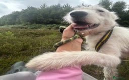 Mixed Breed dogs for adoption: Peter - Norwich Norfolk  - Image 8