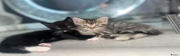 Mixed Breed cats for sale: 2 stunning kittens left - Advert 4