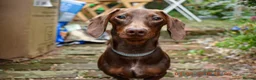 Miniature Dachshund dogs for sale: Miniature Dachshund for Sale in Tiverton - Advert 1