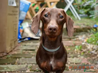 Miniature Dachshund dogs Miniature Dachshund for Sale - Advert 11