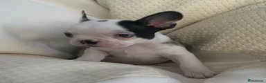 Mixed Breed Puppy 4