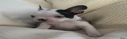 Mixed Breed dogs for sale: Frenchton’s . Boston X frenchie. - Advert 6