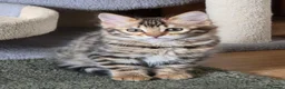 Bengal cats for sale: FULL CASHMERE FEMALE  - Advert 3